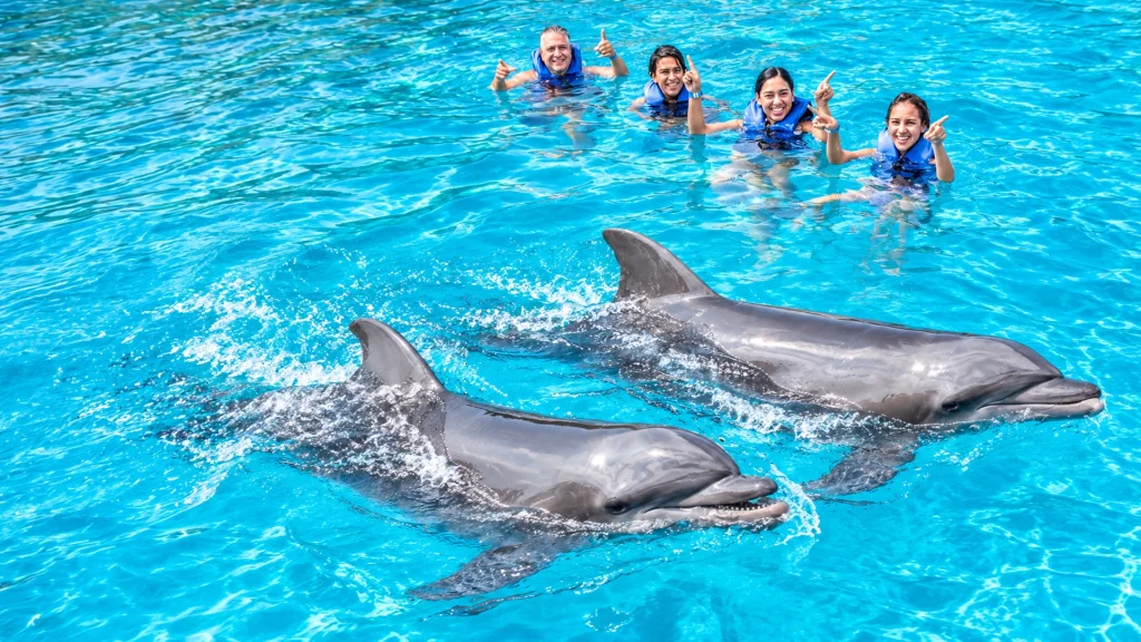 Two dolphins swimming through a turquoise pool in front of four smiling guests wearing blue life jackets.